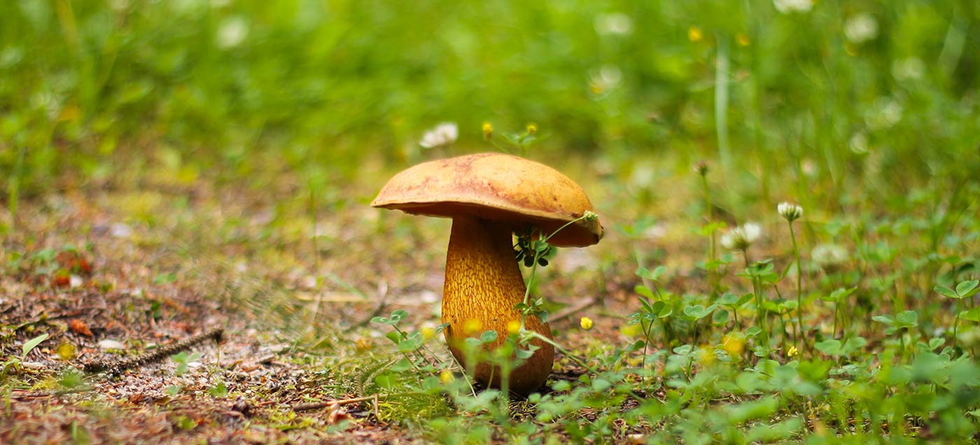 Septembri uuendused – saldo kuvamine arvel
